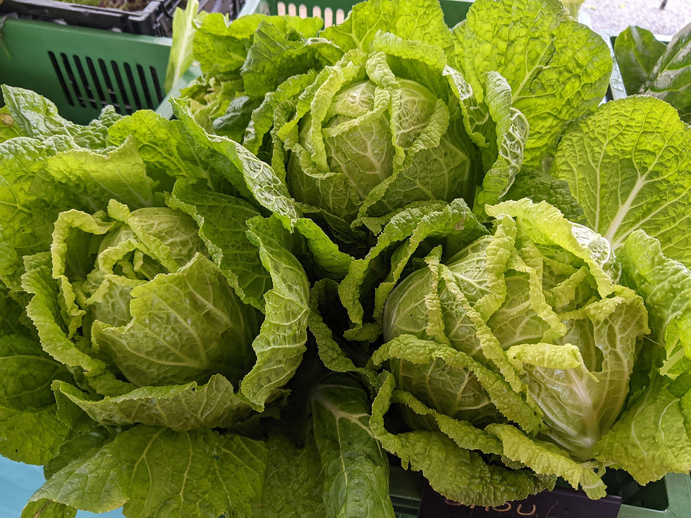 Thumbnail: Chinese cabbage
