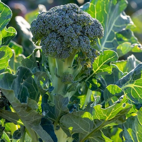 Miniature : Chou brocoli
