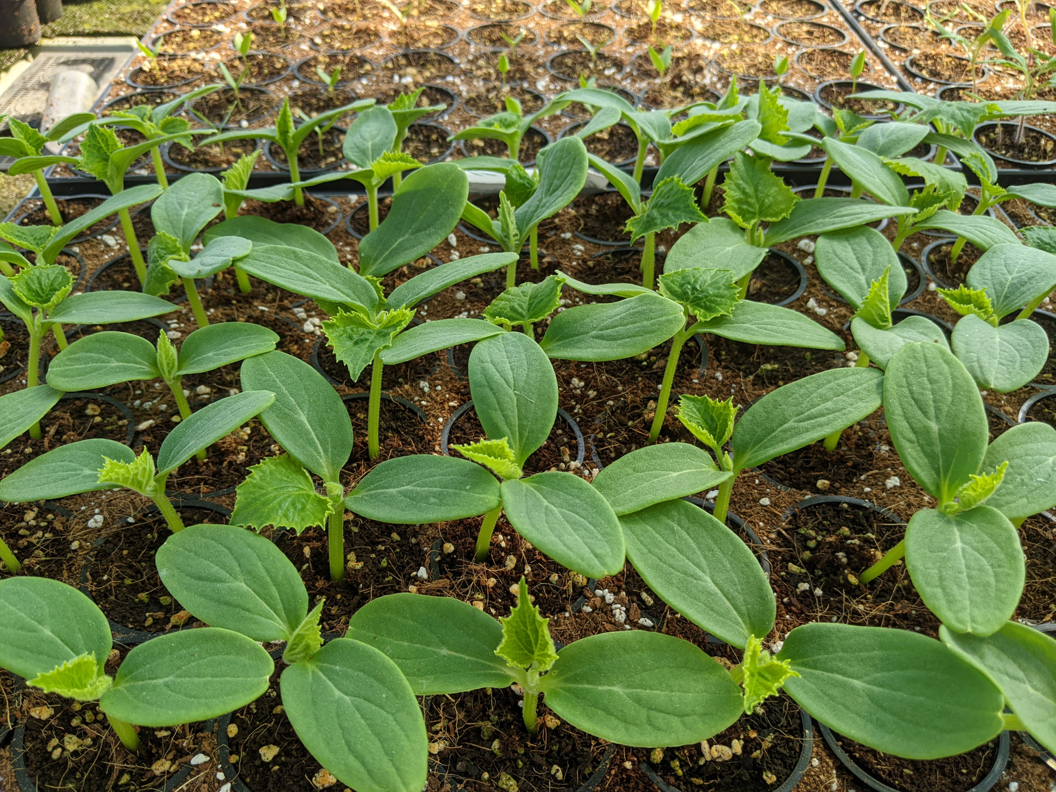 Plantons