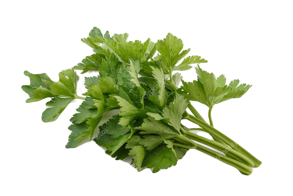 Jeunes tiges et feuilles de céleri branche