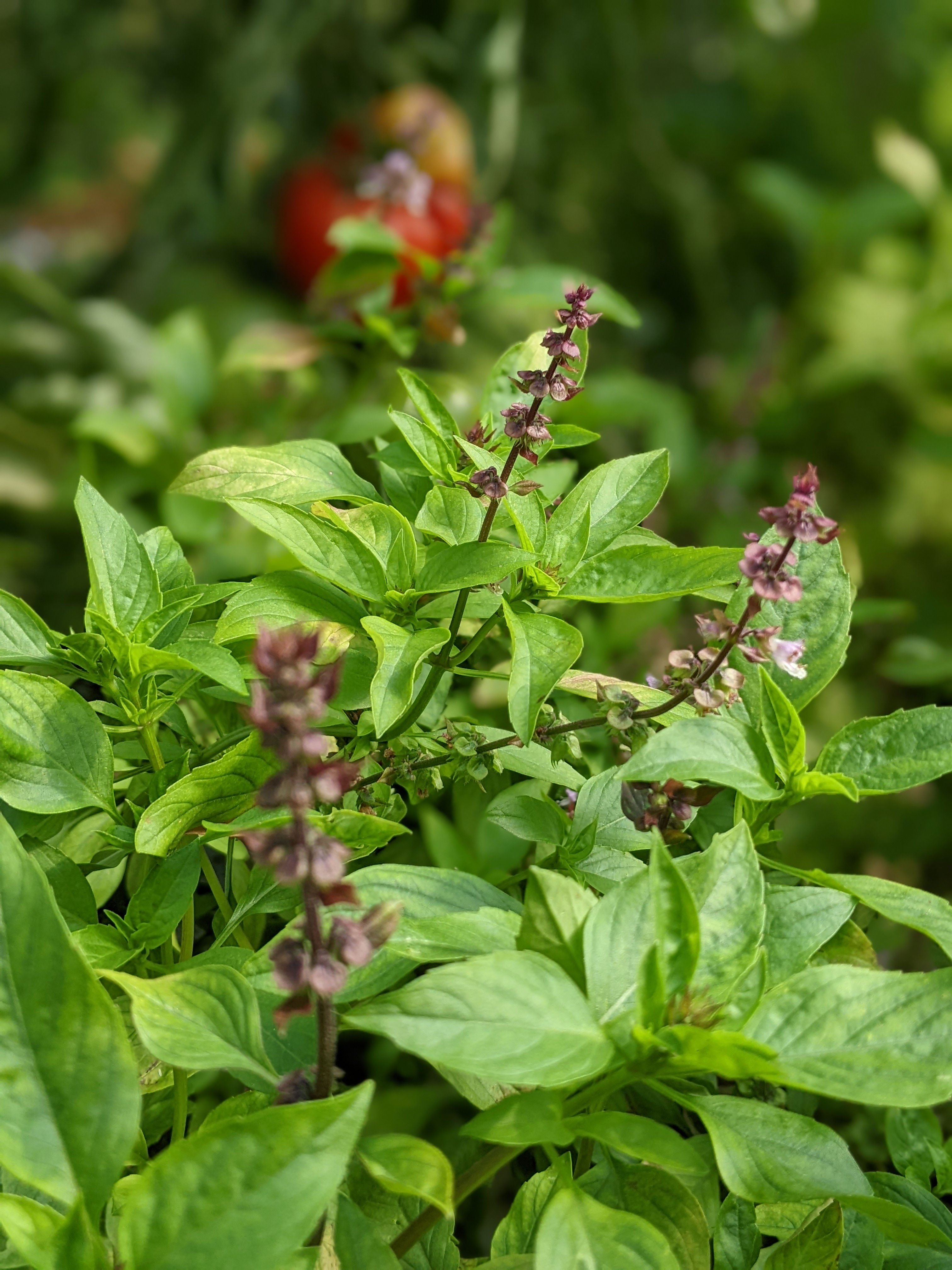 Bunch of Thai basil
