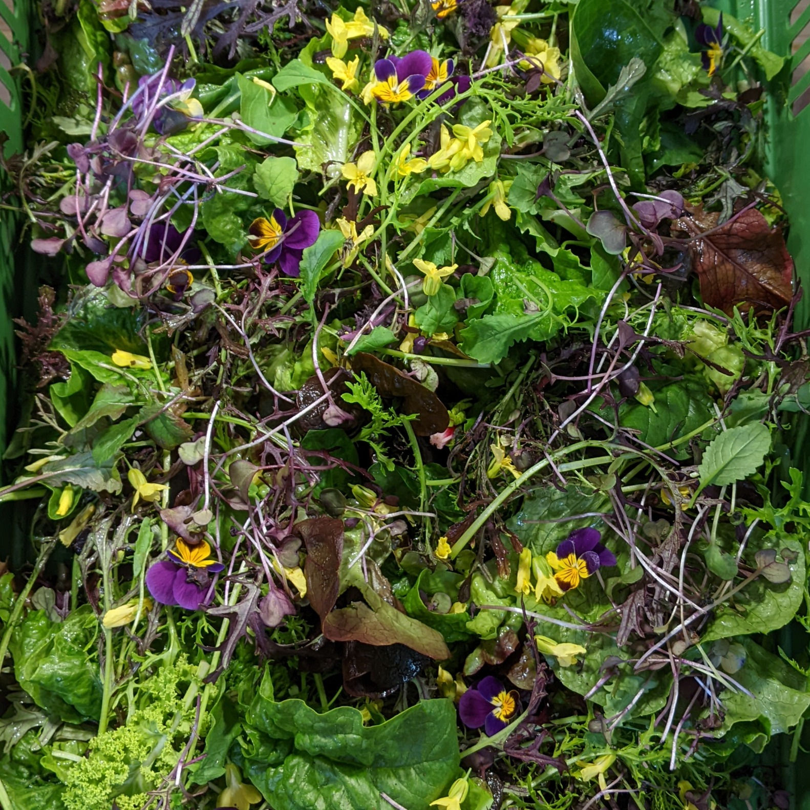 Mesclun of the moment