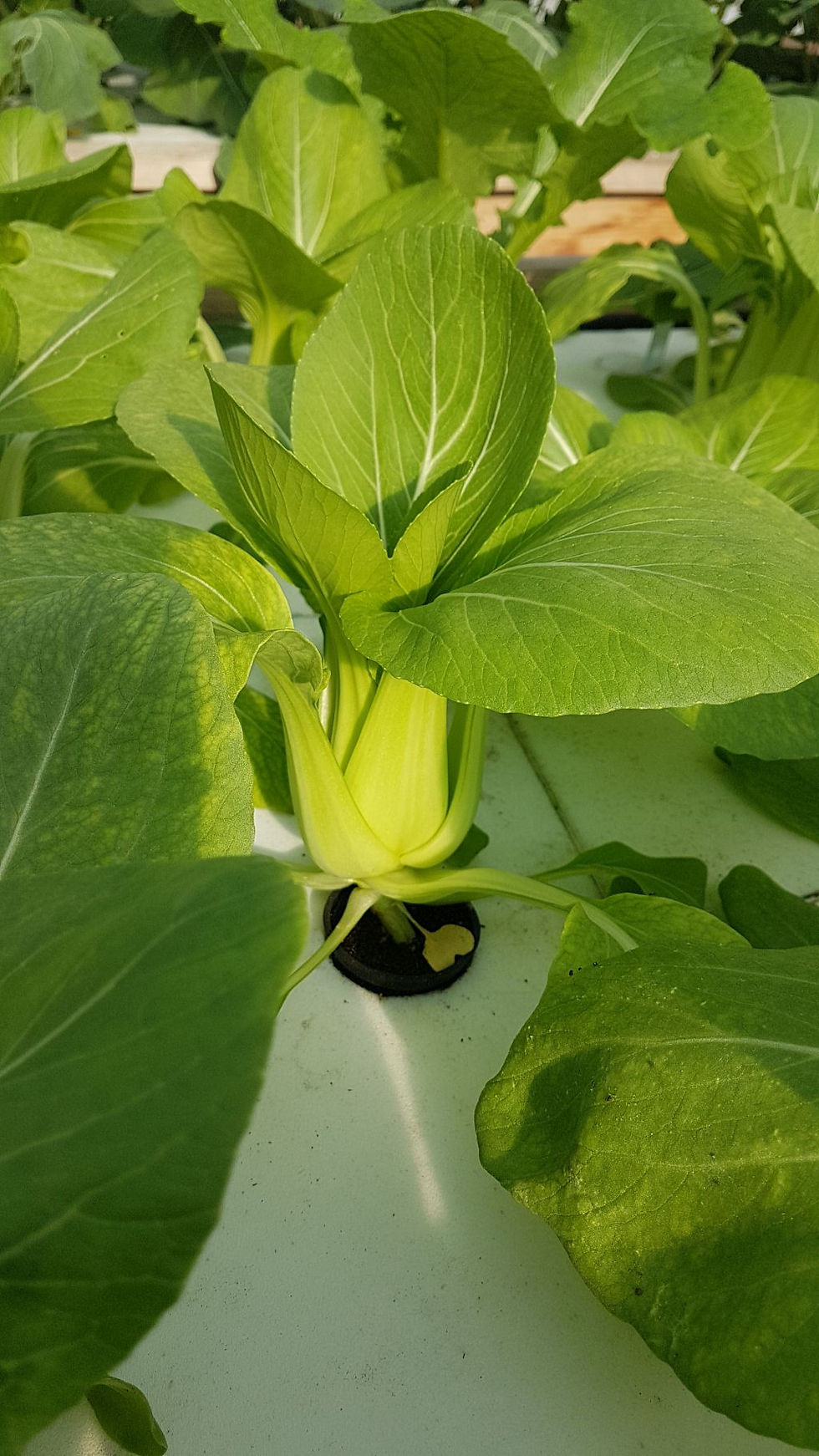 Thumbnail: Pak Choi cabbage 