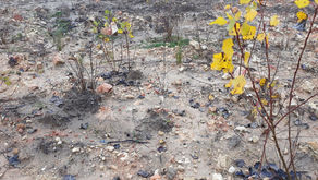 Seguim la recuperació ambiental a la parcel·la de l'ICFO