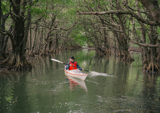 マングローブカヤック