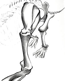 skeleton-animal-danielar_edited_edited.jpg