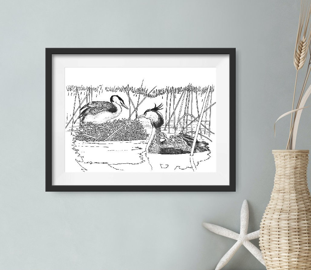 N° 16: "Grèbes huppés"