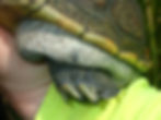Female Diamondback Terrapin: Galveston County