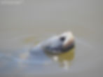 Texas: Aransas County