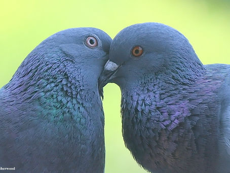 Why do we love the Doves but hate the Pigeons?