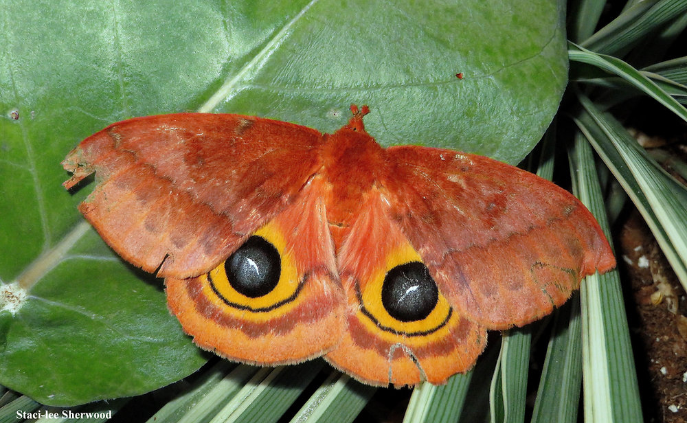 The magical world of moths – they're anything but drab and boring
