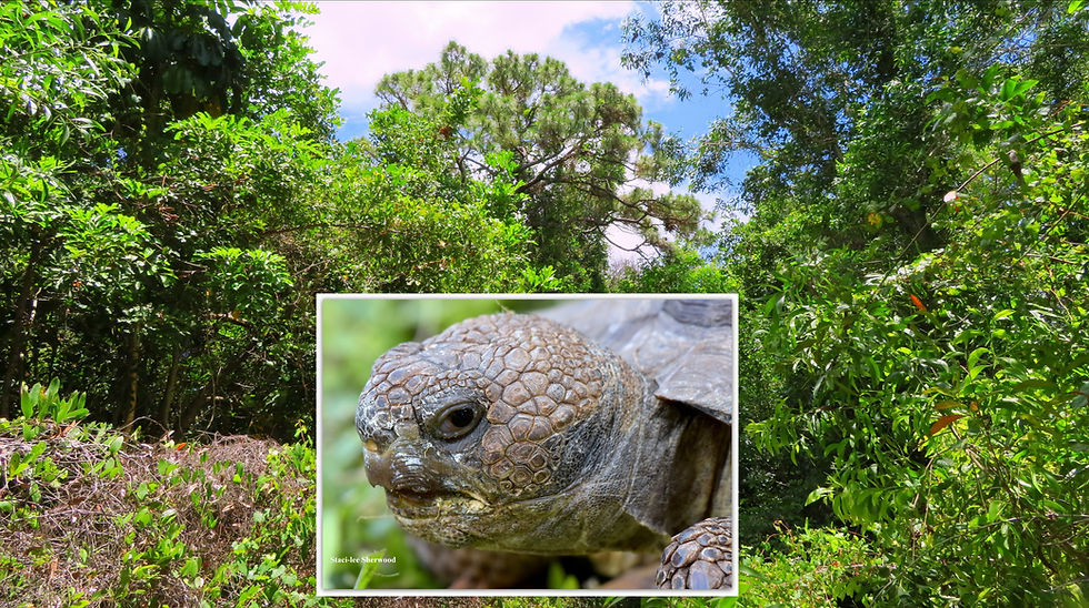 No safe place from developers even for protected species