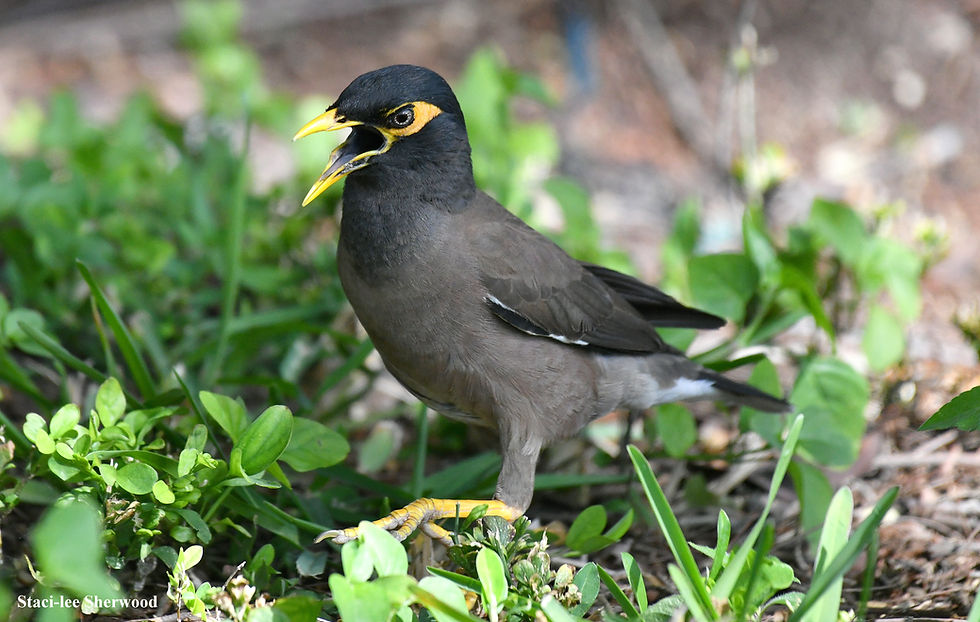 The problem with invasive species