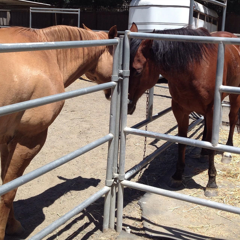 All Seasons Horse Riding
