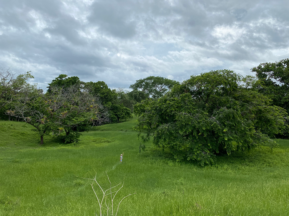 Nourish Farm Panama Las Lajas Chiriqui Panama