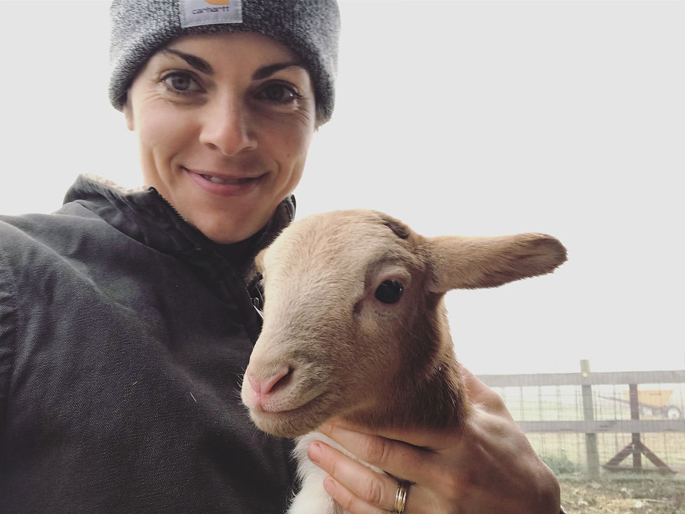 Sheep farm Nourish Farm Turlock