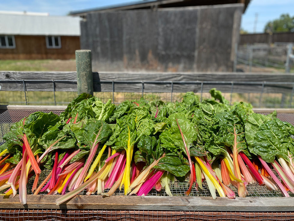 Rainbow Chard Nourish Farm Turlock