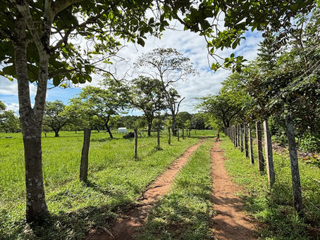 To Know My Land. Botanical Launch 2025.