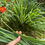 Thumbnail: HOMEGROWN LEMONGRASS HYDROSOL