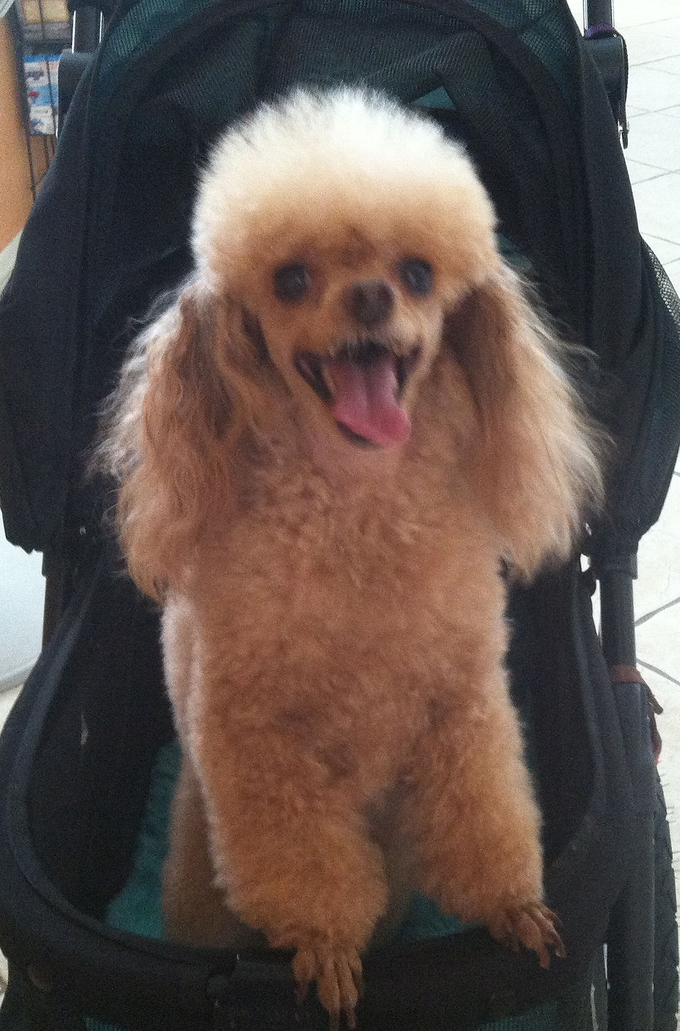 Grooming by Christina