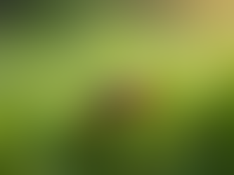 Understanding the Early Symptoms of Lyme Disease and How to Recognize Them