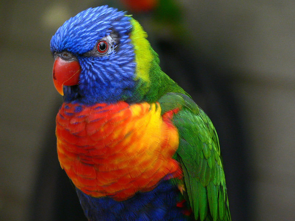 Miniaturbild: RAINBOW LORIKEET Colourful Wildlife 1 Kg Kilo Silver Coin 25$ Barbados 2023