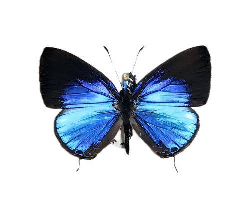 BUTTERFLY - JUS 71g2CFDyzNL._AC_SY200_QL15_.jpg