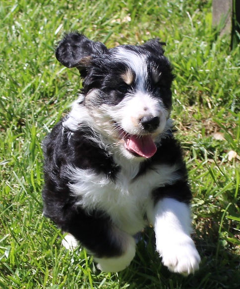 puppy