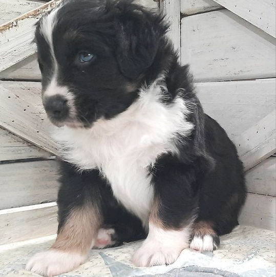 Benji at 5 weeks 10.JPG