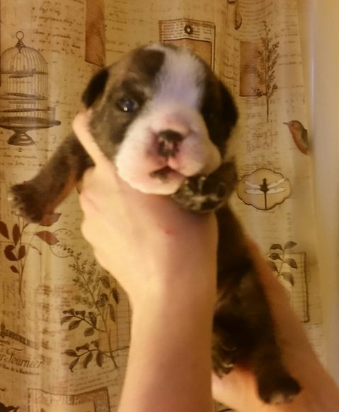 Puppy