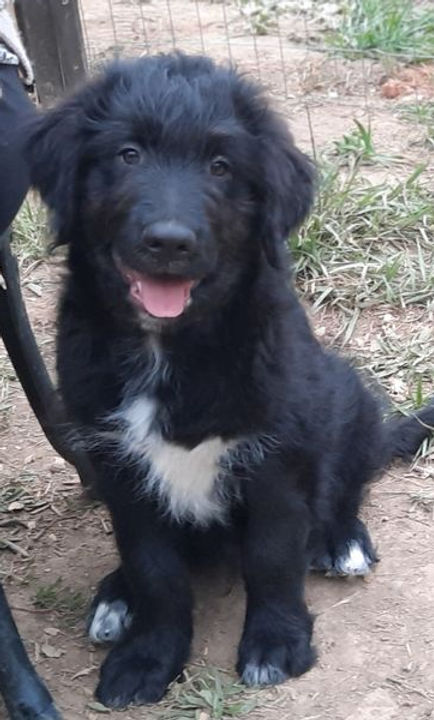 Baloo at 11 weeks