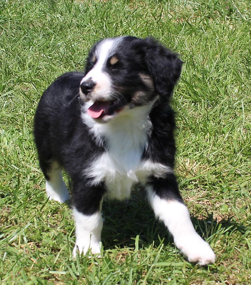 puppy