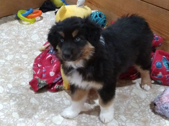 Raven as a puppy 3.jpg