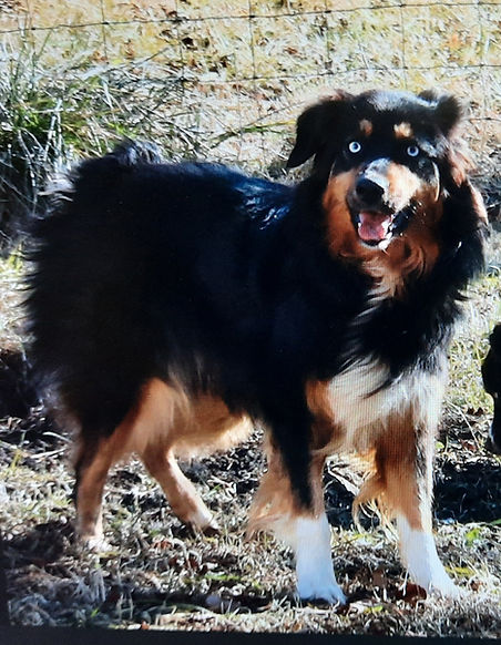 dog