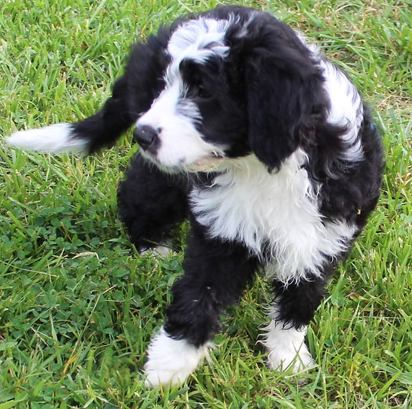 puppy