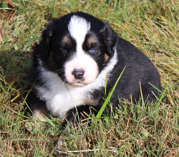 Oreo at 3 weeks 2.JPG