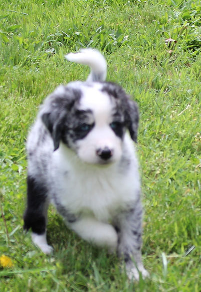 puppy