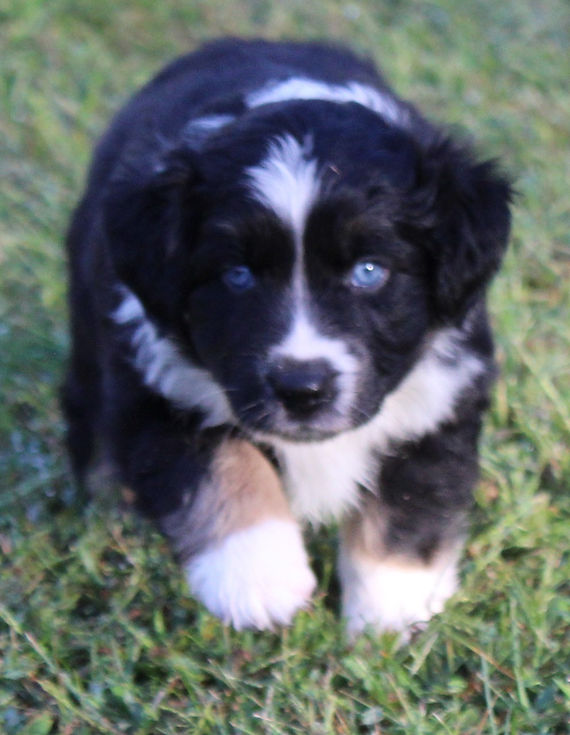 Avalon at 5 weeks 5.JPG