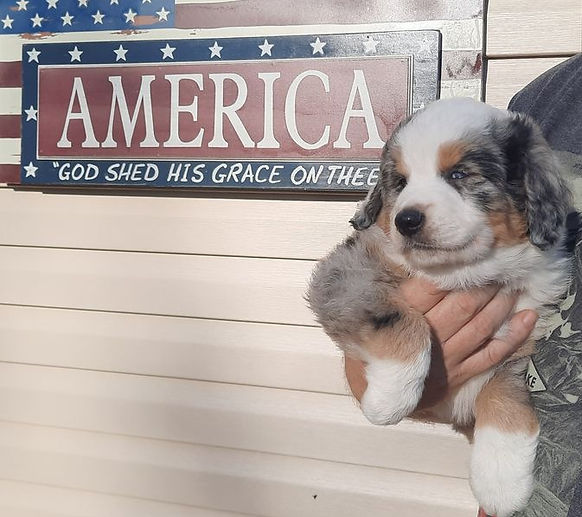 Oscar at 5 weeks 2