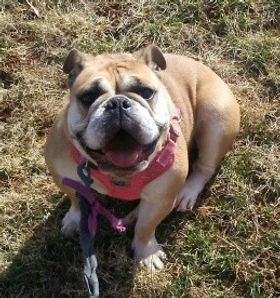 Amelia at 1,5 years.jpeg