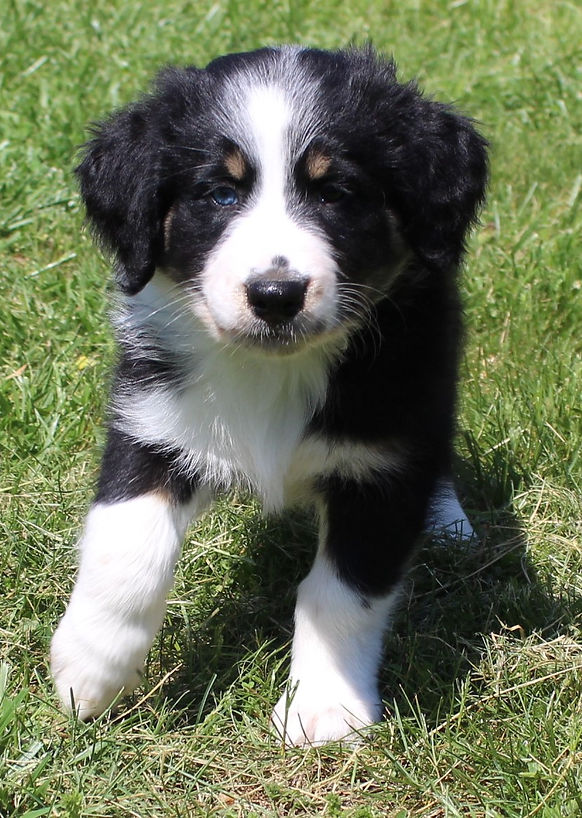 Suki at 8 weeks 8