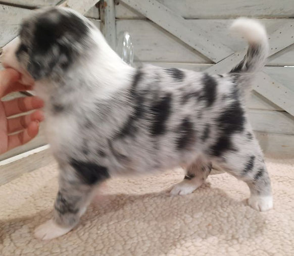 puppy