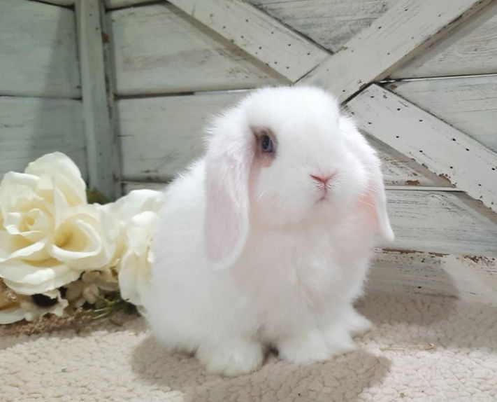 bunny