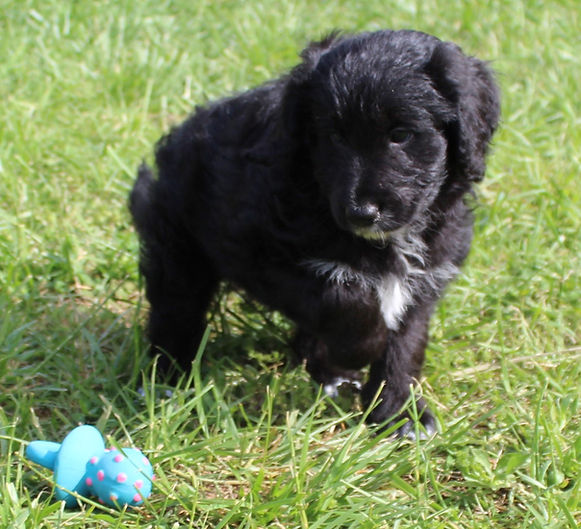 puppy