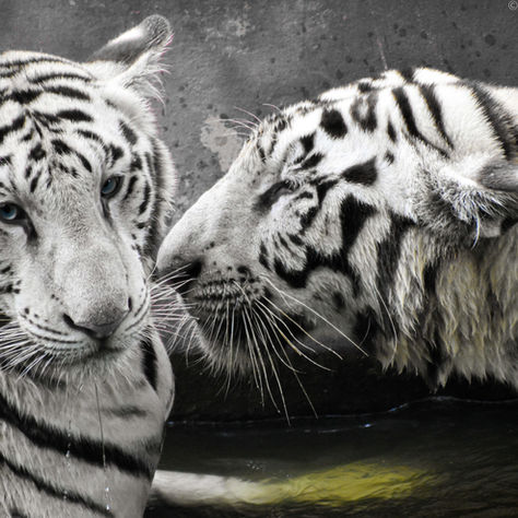 List the things you like