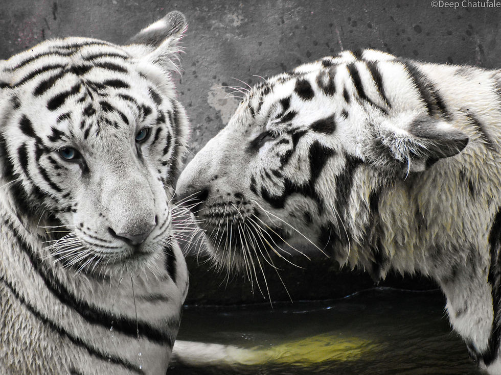 List the things you like