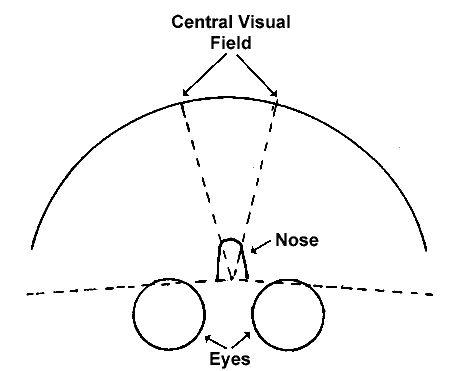 Diagram of the Central Visual Field. Image from https://faculty.washington.edu/chudler/eyetr.html