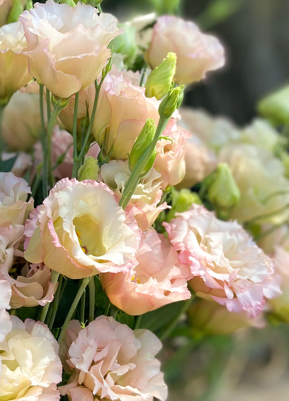 Thumbnail: Lisianthus - Neo Beige