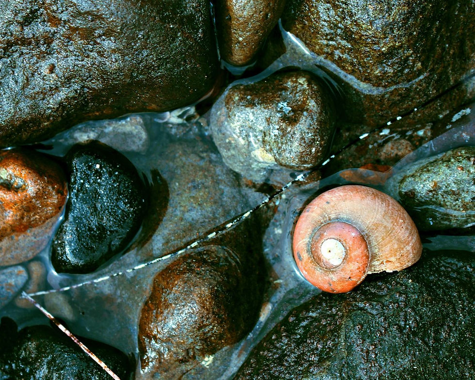 Shells in Water - Urban Natural Designs handcrafted artwork