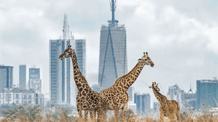 Three Giraffes with the Nairobi urban skyline looming behind them
